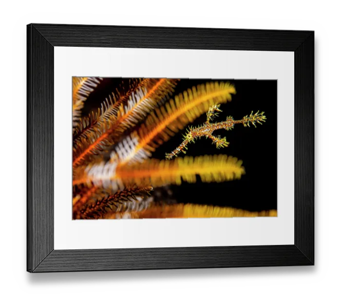 Framed Print : Ornate ghost pipefish (Solenostomus paradoxus) camouflaged amongst the colourful arms of a Bennett's feather star (Oxycomanthus bennetti) on a coral reef, Lolobau Island Framed Print : Ornate ghost pipefish (Solenostomus paradoxus) camouflaged amongst the colourful arms of a Bennett's feather star (Oxycomanthus bennetti) on a coral reef, Lolobau Island