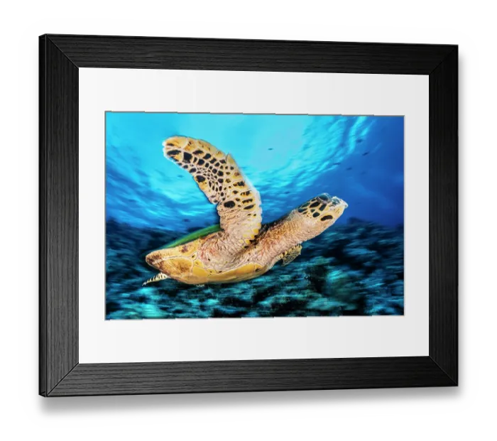 Framed Print : Hawksbill turtle (Eretmochelys imbricata) swimming over a coral reef, West New Britain, Papua New Guinea, Bismark Sea, Pacific Ocean. Critically endangered Framed Print : Hawksbill turtle (Eretmochelys imbricata) swimming over a coral reef, West New Britain, Papua New Guinea, Bismark Sea, Pacific Ocean. Critically endangered