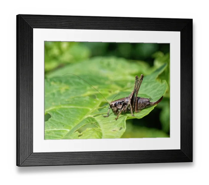 Framed Print : Dark bush cricket (Pholidoptera griseoaptera) female, sunning on a leaf in a garden, Wiltshire, UK. September Framed Print : Dark bush cricket (Pholidoptera griseoaptera) female, sunning on a leaf in a garden, Wiltshire, UK. September