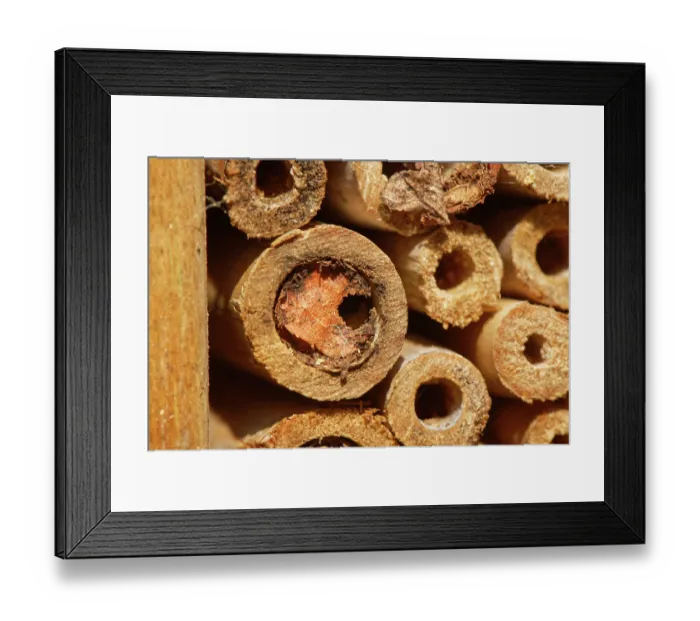 Framed Print : Wood-carving leafcutter bee (Megachile ligniseca) nest cell with an exit hole chewed out in spring, probably by emerging parasitic Chalcid wasps (Pteromalus sp.)