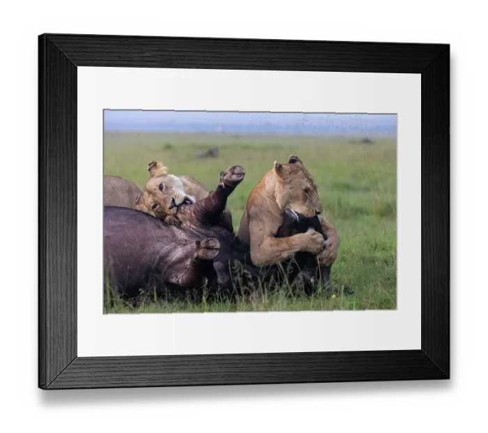 Framed Print : Two Lions (Panthera leo) female, attacking an African buffalo (Syncerus caffer) one using the kiss of death, axphyxiation by obstructing the muzzle and nostrils Framed Print : Two Lions (Panthera leo) female, attacking an African buffalo (Syncerus caffer) one using the kiss of death, axphyxiation by obstructing the muzzle and nostrils