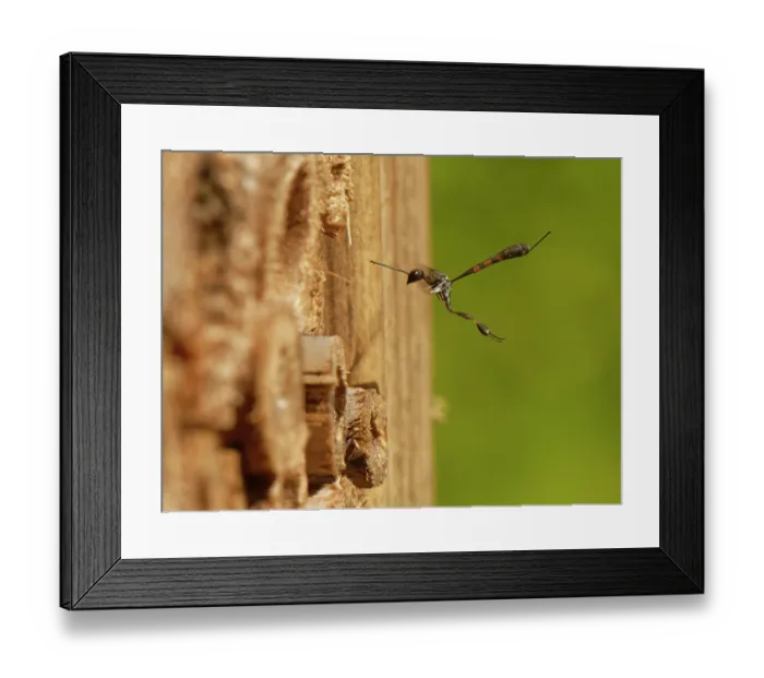Framed Print : Wild carrot wasp (Gasteruption assectator) female, a parasite of Yellow-face bees (Hylaeus spp.), hovering by host nest burrows in an insect hotel, Wiltshire garden, UK. June