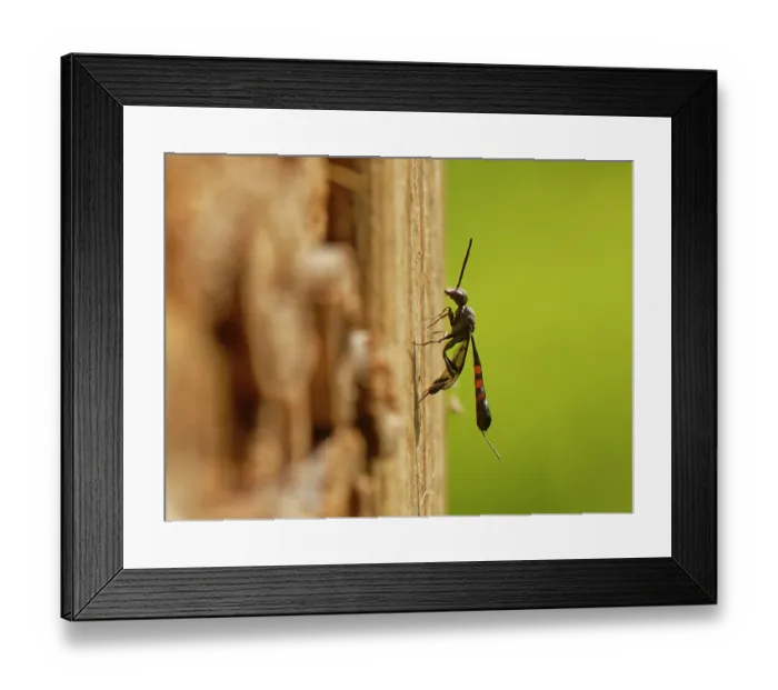 Framed Print : Wild carrot wasp (Gasteruption assectator) female, a parasite of Yellow-face bees (Hylaeus sp.), visiting an insect hotel looking for a host, Wiltshire garden, UK. June Framed Print : Wild carrot wasp (Gasteruption assectator) female, a parasite of Yellow-face bees (Hylaeus sp.), visiting an insect hotel looking for a host, Wiltshire garden, UK. June
