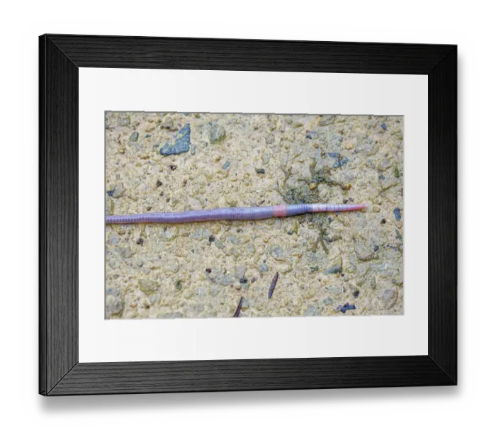 Framed Print : Earthworm (Lumbricus terrestris) crawling over a damp footpath after heavy rain, Somerset, UK. March Framed Print : Earthworm (Lumbricus terrestris) crawling over a damp footpath after heavy rain, Somerset, UK. March