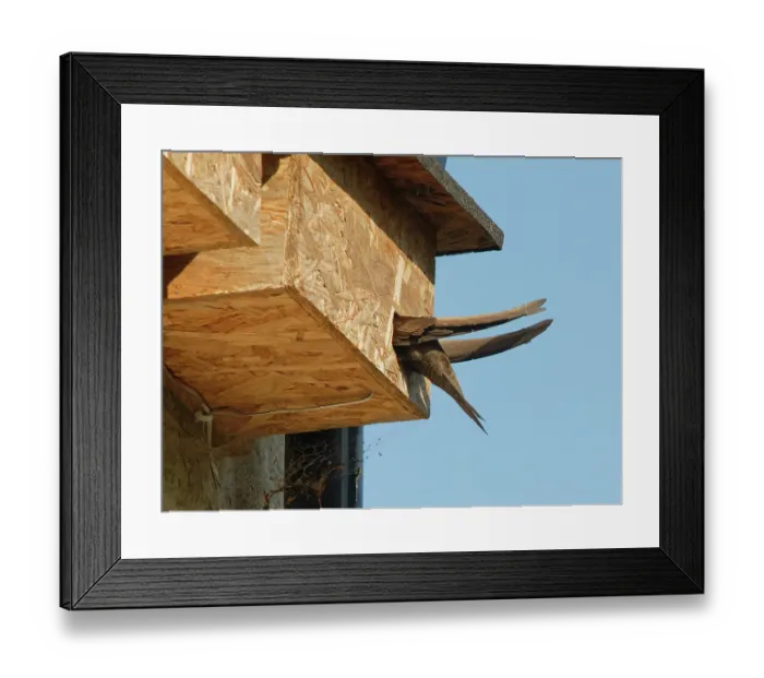 Framed Print : Common swift (Apus apus) entering nest box it is nesting in, Box, Wiltshire, UK. June