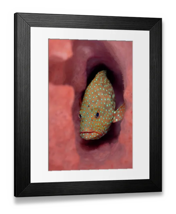 Framed Print : Bluespotted grouper (Cephalopholis cyanostigma) peering out from inside a Barrel sponge (Xestospongia sp.), Witu Islands, West New Britain, Papua New Guinea, Bismarck Sea Framed Print : Bluespotted grouper (Cephalopholis cyanostigma) peering out from inside a Barrel sponge (Xestospongia sp.), Witu Islands, West New Britain, Papua New Guinea, Bismarck Sea