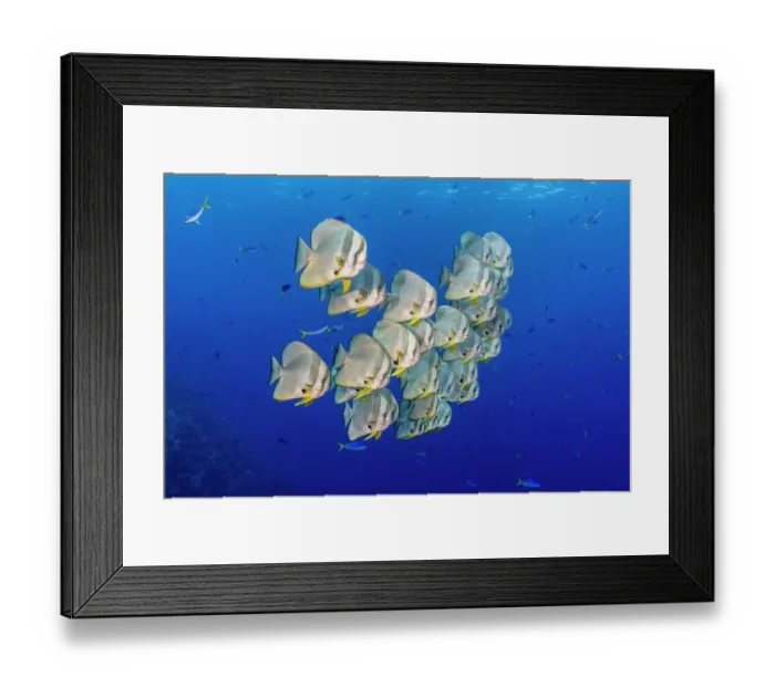 Framed Print : School of Longfin batfish (Platax teira) swimming above a coral reef, West New Britain, Papua New Guinea, Bismark Sea, Pacific Ocean Framed Print : School of Longfin batfish (Platax teira) swimming above a coral reef, West New Britain, Papua New Guinea, Bismark Sea, Pacific Ocean