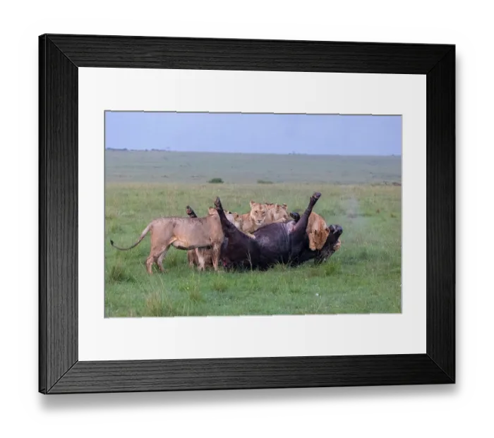 Framed Print : Group of Lions (Panthera leo) female, attacking an African buffalo (Syncerus caffer) one using the kiss of death, axphyxiation by obstructing the muzzle and nostrils
