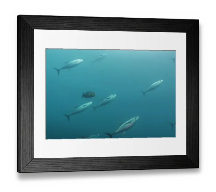 Framed Print : Yellowfin tuna (Thunnus albacares) school, Wolf Island, Galapagos Islands, Pacific Ocean Framed Print : Yellowfin tuna (Thunnus albacares) school, Wolf Island, Galapagos Islands, Pacific Ocean