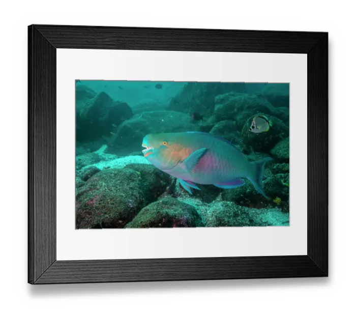 Framed Print : Redlip parrotfish (Scarus rubroviolaceus) swimming in the shallows surrounding Darwin's Arch, Galapagos Islands, Pacific Ocean Framed Print : Redlip parrotfish (Scarus rubroviolaceus) swimming in the shallows surrounding Darwin's Arch, Galapagos Islands, Pacific Ocean