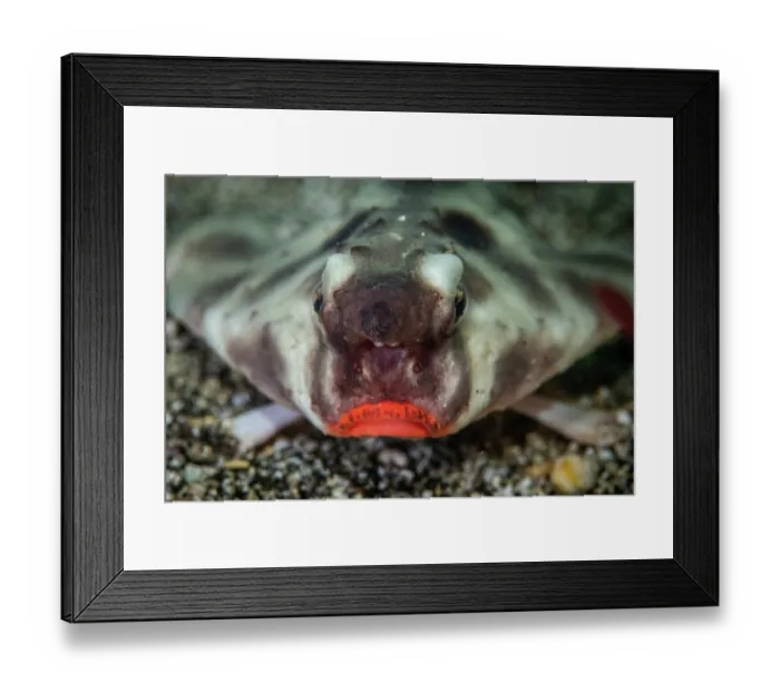 Framed Print : Red-lipped batfish (Ogcocephalus darwini) portrait, Isabela Island, Galapagos Islands, Pacific Ocean