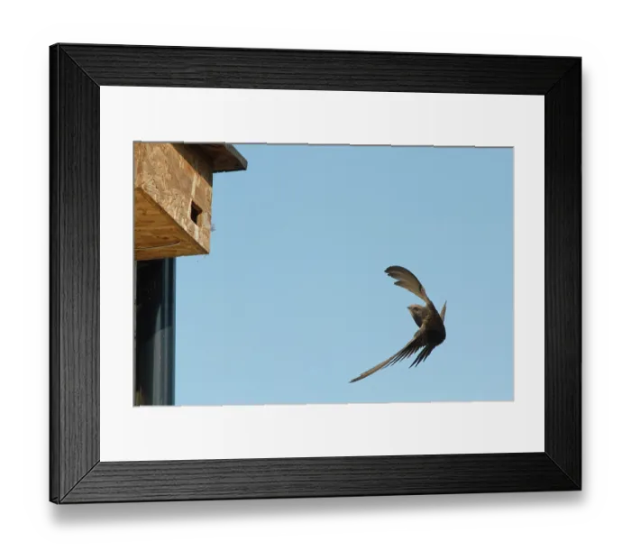 Framed Print : Common swift (Apus apus) air braking as it flies close to a nest box it has just begun nesting in, Box, Wiltshire, UK. June Framed Print : Common swift (Apus apus) air braking as it flies close to a nest box it has just begun nesting in, Box, Wiltshire, UK. June