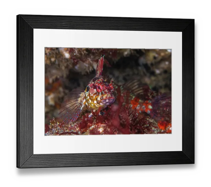 Framed Print : Bravo clinid (Gobioclinus dendriticus) portrait, Isabela Island, Galapagos Islands, Pacific Ocean Framed Print : Bravo clinid (Gobioclinus dendriticus) portrait, Isabela Island, Galapagos Islands, Pacific Ocean