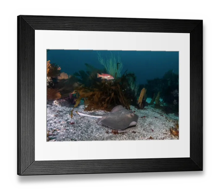 Framed Print : Diamond stingray (Hypanus dipterurus) swimming over seabed, Isabela Island, Galapagos Islands, Pacific Ocean Framed Print : Diamond stingray (Hypanus dipterurus) swimming over seabed, Isabela Island, Galapagos Islands, Pacific Ocean