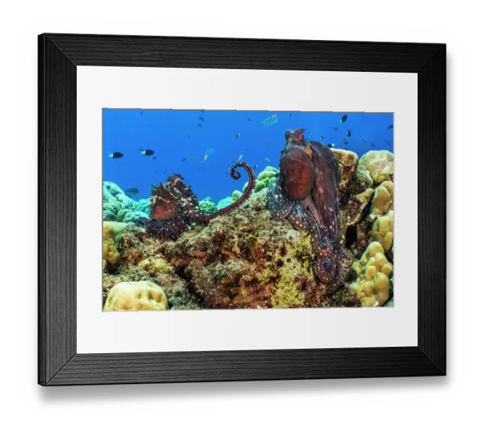 Framed Print : Day octopus (Octopus cyanea) pair, male left, on reef Framed Print : Day octopus (Octopus cyanea) pair, male left, on reef