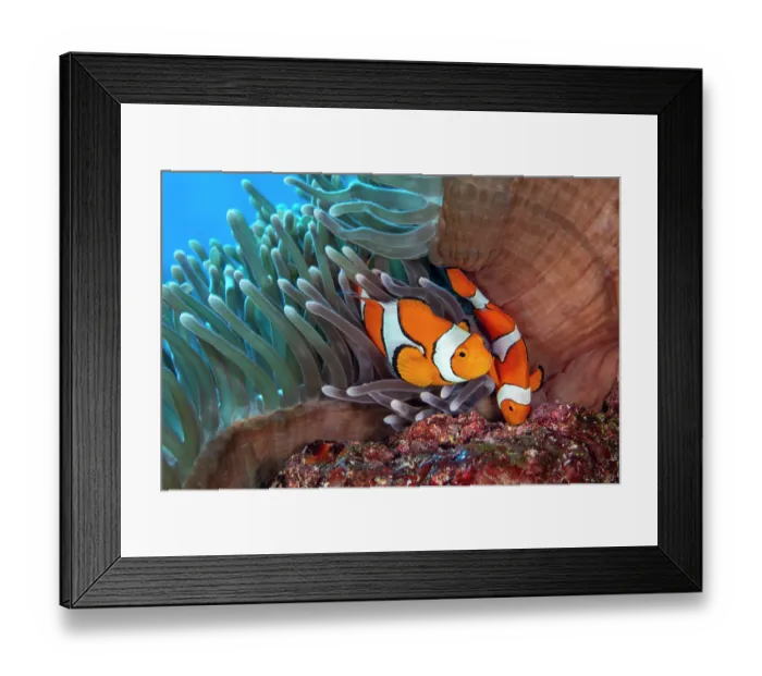 Framed Print : Clown anemonefish (Amphiprion percula) pair, male on right, preparing a nest site next to an Magnificent sea anemone (Heteractis magnifica) on a coral reef, Witu Islands Framed Print : Clown anemonefish (Amphiprion percula) pair, male on right, preparing a nest site next to an Magnificent sea anemone (Heteractis magnifica) on a coral reef, Witu Islands