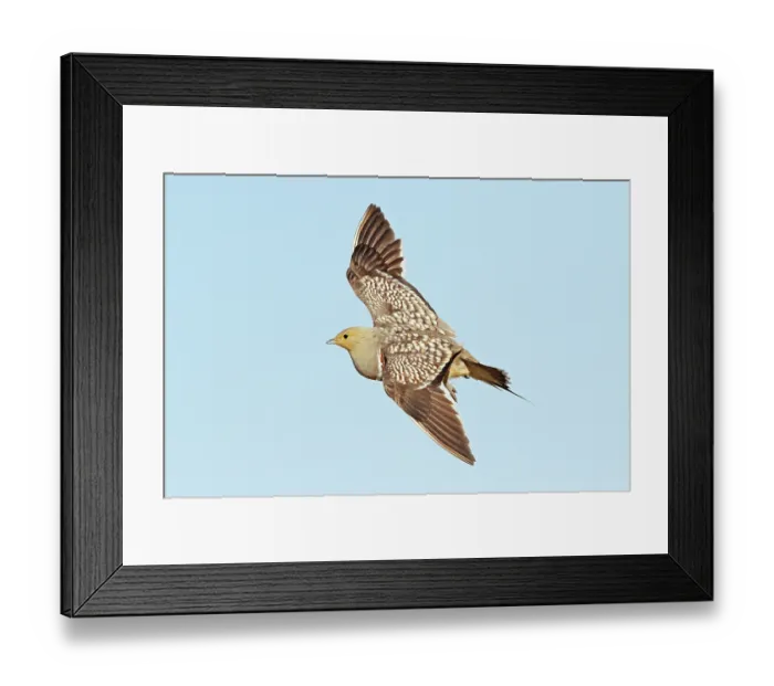 Framed Print : Namaqua sandgrouse (Pterocles namaqua) male, in flight, Kgalgadi Transfrontier Park, South Africa Framed Print : Namaqua sandgrouse (Pterocles namaqua) male, in flight, Kgalgadi Transfrontier Park, South Africa