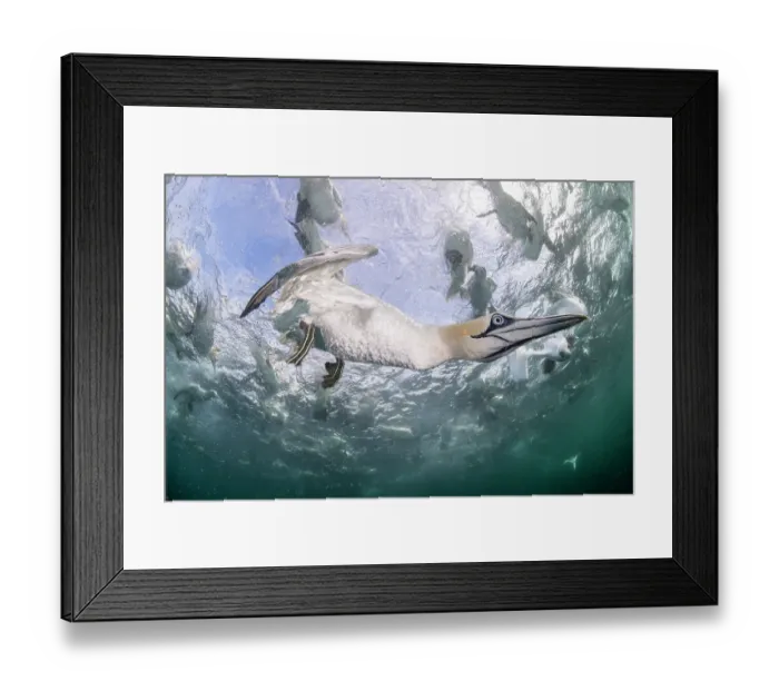 Framed Print : RF - Northern gannet (Morus bassanus) diving underwater to feed on discarded fish, Noss National Nature Reserve, Shetland Isles, Scotland, UK, Atlantic Ocean Framed Print : RF - Northern gannet (Morus bassanus) diving underwater to feed on discarded fish, Noss National Nature Reserve, Shetland Isles, Scotland, UK, Atlantic Ocean