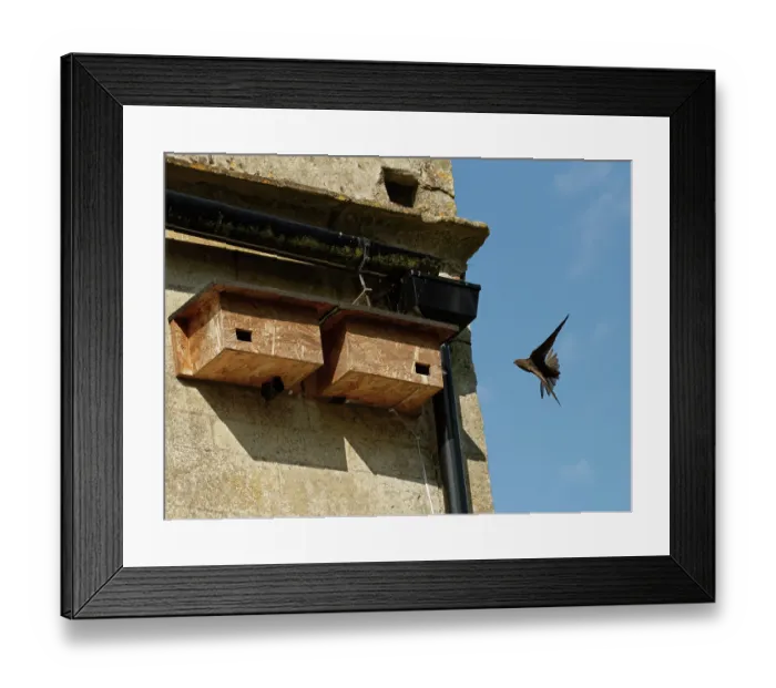 Framed Print : Common swift (Apus apus) young adult, approaching nest box it has just begun nesting in, Box, Wiltshire, UK. June