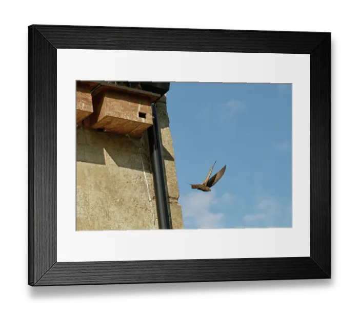Framed Print : Common swift (Apus apus) leaving nest box, Box, Wiltshire, UK. June Framed Print : Common swift (Apus apus) leaving nest box, Box, Wiltshire, UK. June