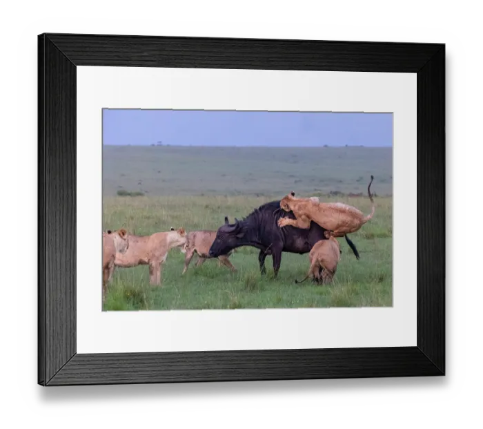 Framed Print : Group of Lions (Panthera leo) female, attacking an African buffalo (Syncerus caffer), Masai Mara National Reserve, Kenya Framed Print : Group of Lions (Panthera leo) female, attacking an African buffalo (Syncerus caffer), Masai Mara National Reserve, Kenya