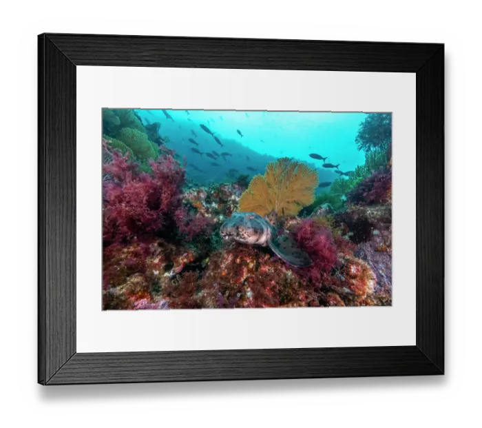 Framed Print : Galapagos bullhead shark (Heterodontus quoyi) resting on colourful reef, Isabela Island, Galapagos Islands, Pacific Ocean Framed Print : Galapagos bullhead shark (Heterodontus quoyi) resting on colourful reef, Isabela Island, Galapagos Islands, Pacific Ocean