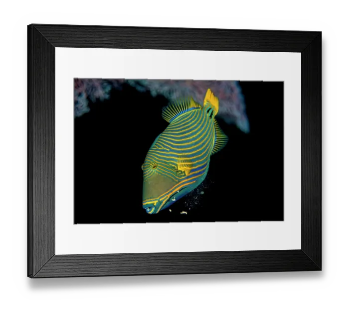 Framed Print : Orange-lined triggerfish (Balistapus undulatus) spitting out sand while feeding on a coral reef, Ras Mohammed, Sinai, Egypt, Red Sea Framed Print : Orange-lined triggerfish (Balistapus undulatus) spitting out sand while feeding on a coral reef, Ras Mohammed, Sinai, Egypt, Red Sea