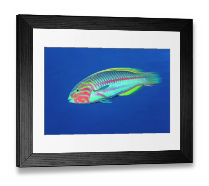 Framed Print : Klunzinger's wrasse (Thalassoma klunzingeri) male, portrait, Sharm El Shiekh, Sinai, Egypt, Red Sea Framed Print : Klunzinger's wrasse (Thalassoma klunzingeri) male, portrait, Sharm El Shiekh, Sinai, Egypt, Red Sea