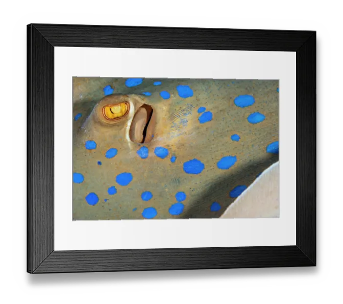 Framed Print : Bluespotted stingray (Taeniura lymma) detail, on a coral reef, Ras Mohammed, Sinai, Egypt, Red Sea Framed Print : Bluespotted stingray (Taeniura lymma) detail, on a coral reef, Ras Mohammed, Sinai, Egypt, Red Sea