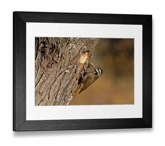 Framed Print : Bearded woodpecker (Dendropicos namaquus) female, perched at entrance to nest hole with food for chicks, Kololo Game Reserve, Waterberg Biosphere, Vaalwater, South Africa Framed Print : Bearded woodpecker (Dendropicos namaquus) female, perched at entrance to nest hole with food for chicks, Kololo Game Reserve, Waterberg Biosphere, Vaalwater, South Africa