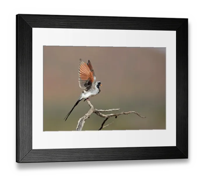 Framed Print : Namaqua dove (Oena capensis) male, perched on branch preparing to take flight, Tswalu Kalaharo Reserve, Northern Cape, South Africa Framed Print : Namaqua dove (Oena capensis) male, perched on branch preparing to take flight, Tswalu Kalaharo Reserve, Northern Cape, South Africa