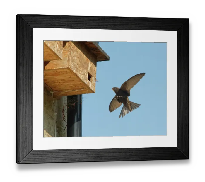 Framed Print : Common swift (Apus apus) landing at nest box, Box, Wiltshire, UK. June