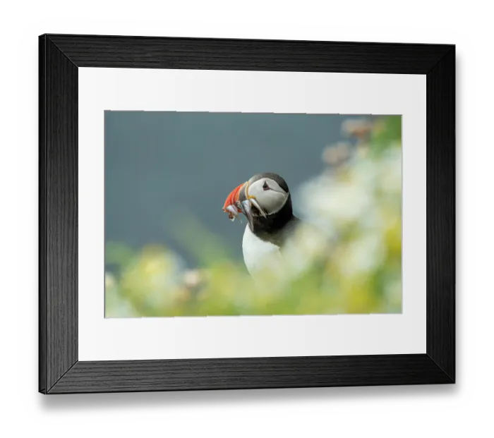 Framed Print : Atlantic puffin (Fratercula arctica) with beak full of Sandeels prey, Sumburgh Head Lighthouse Nature Reserve, Shetland, Scotland, UK. July