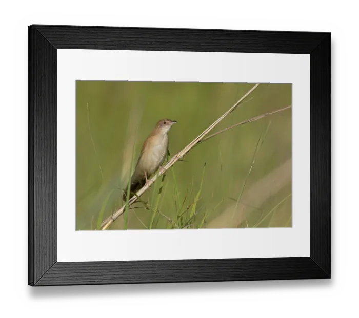 Framed Print : Broad-tailed warbler (Schoenicola platyurus) perched on grass stem, Sani Pass, KwaZulu Natal, South Africa Framed Print : Broad-tailed warbler (Schoenicola platyurus) perched on grass stem, Sani Pass, KwaZulu Natal, South Africa