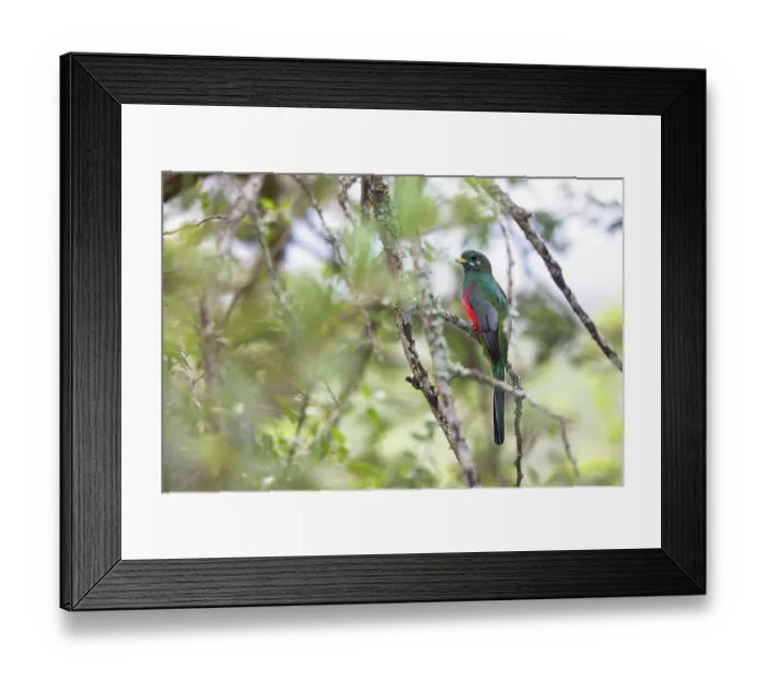 Framed Print : Narina trogon (Apaloderma narina) perched in tree, Hluhluwe Game Reserve, KwaZulu Natal, South Africa Framed Print : Narina trogon (Apaloderma narina) perched in tree, Hluhluwe Game Reserve, KwaZulu Natal, South Africa