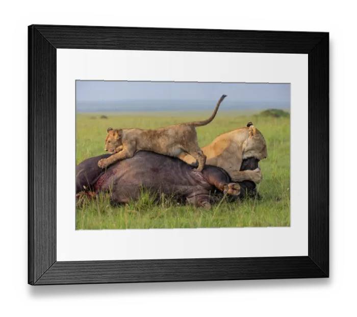 Framed Print : Lions (Panthera leo) female and cub, attacking an African buffalo (Syncerus caffer) using the kiss of death, axphyxiation by obstructing the muzzle and nostrils Framed Print : Lions (Panthera leo) female and cub, attacking an African buffalo (Syncerus caffer) using the kiss of death, axphyxiation by obstructing the muzzle and nostrils
