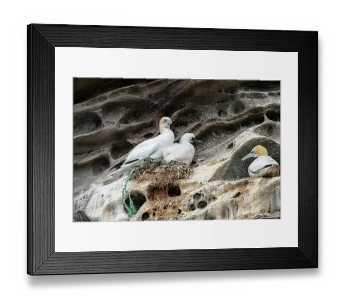 Framed Print : Northern gannets (Morus bassanus) with chick on nest made with parts of nylon fishing nets and ropes, Noss National Nature Reserve. Shetland Isles, Scotland, UK. July Framed Print : Northern gannets (Morus bassanus) with chick on nest made with parts of nylon fishing nets and ropes, Noss National Nature Reserve. Shetland Isles, Scotland, UK. July