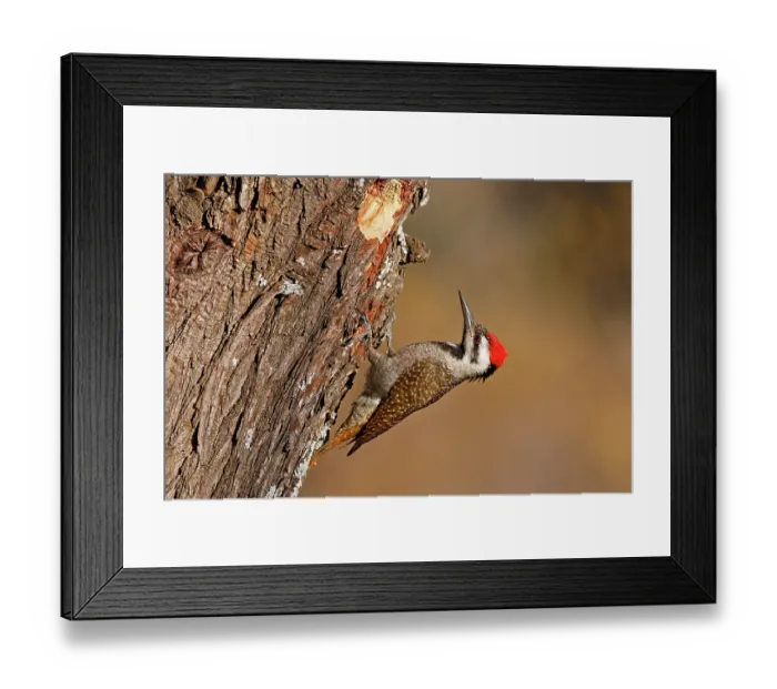 Framed Print : Bearded woodpecker (Dendropicos namaquus) male, perched on tree trunk near nest hole, Kololo Game Reserve, Waterberg Biosphere, Vaalwater, South Africa Framed Print : Bearded woodpecker (Dendropicos namaquus) male, perched on tree trunk near nest hole, Kololo Game Reserve, Waterberg Biosphere, Vaalwater, South Africa