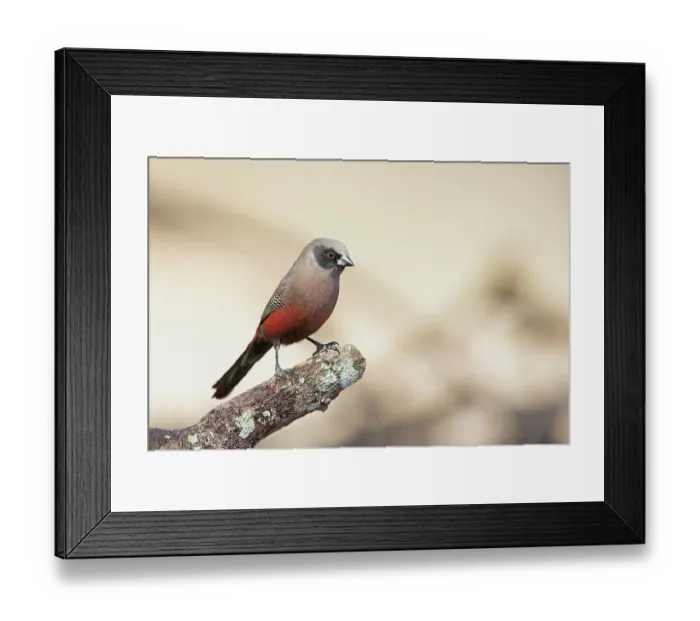 Framed Print : Black-faced waxbill (Estrilda erythronotos) perched on branch, Limpopo Lipadi Game Reserve, Botswana. Controlled conditions