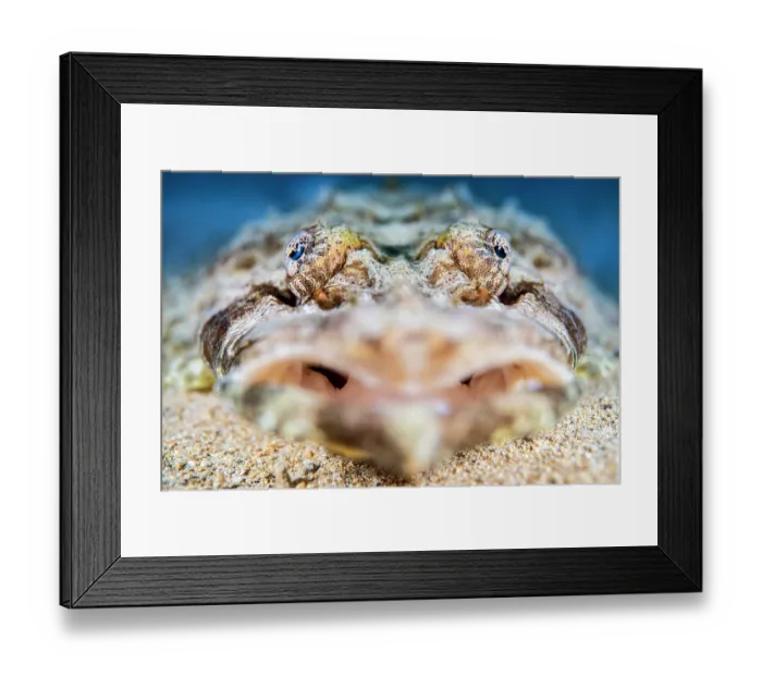 Framed Print : Crocodile flathead (Cymbacephalus beauforti) camouflaged in sandy seabed waiting to ambush prey, Gubal Island, Egypt, Red Sea Framed Print : Crocodile flathead (Cymbacephalus beauforti) camouflaged in sandy seabed waiting to ambush prey, Gubal Island, Egypt, Red Sea