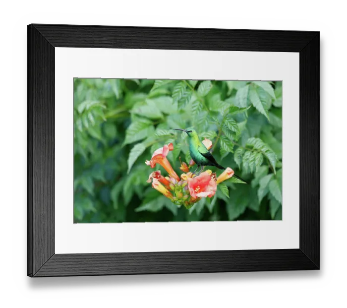 Framed Print : Malachite sunbird (Nectarinia famosa) perched on flowers, Wakkerstroom, South Africa