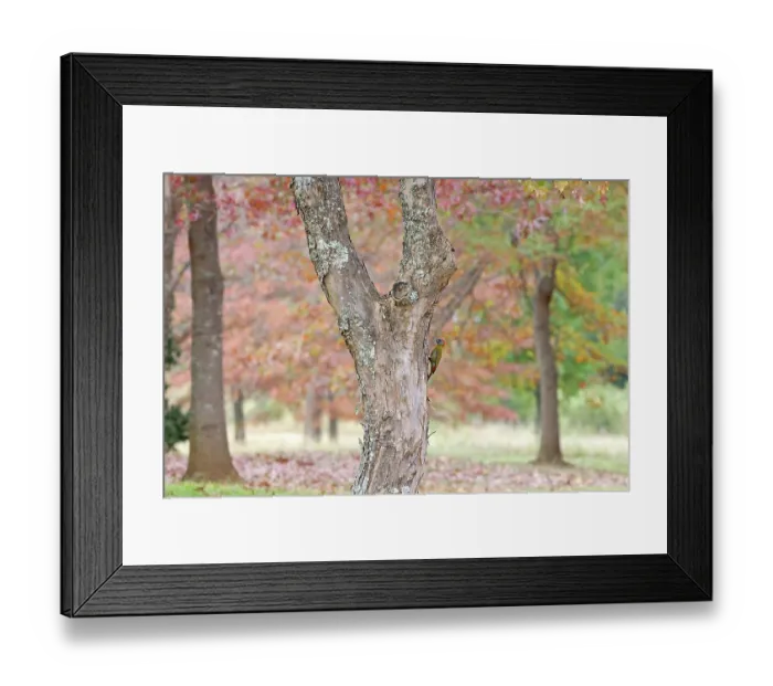 Framed Print : Olive woodpecker (Dendropicos griseocephalus) male, perched on side of tree trunk in autumnal woodland, Balgowan, KwaZulu Natal, South Africa
