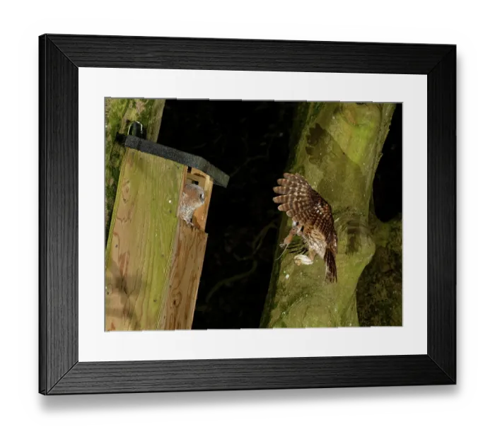 Framed Print : Tawny owl (Strix aluco) flying towards garden nest box at night carrying Wood mouse (Apodemus sylvaticus) prey in beak to feed waiting chick, Wiltshire, UK. June Framed Print : Tawny owl (Strix aluco) flying towards garden nest box at night carrying Wood mouse (Apodemus sylvaticus) prey in beak to feed waiting chick, Wiltshire, UK. June