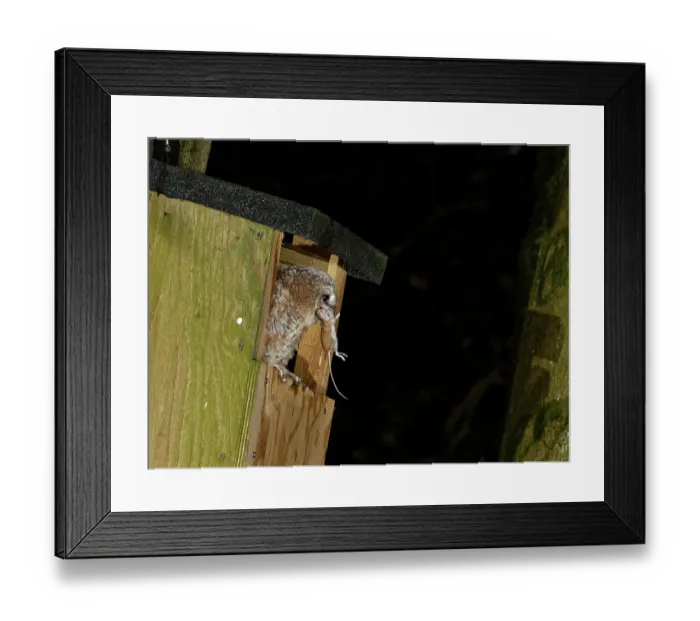Framed Print : Tawny owl (Strix aluco) chick perched at entrance to garden nest box with Wood mouse (Apodemus sylvaticus) prey in beak, just delivered by a parent, Wiltshire, UK. June Framed Print : Tawny owl (Strix aluco) chick perched at entrance to garden nest box with Wood mouse (Apodemus sylvaticus) prey in beak, just delivered by a parent, Wiltshire, UK. June