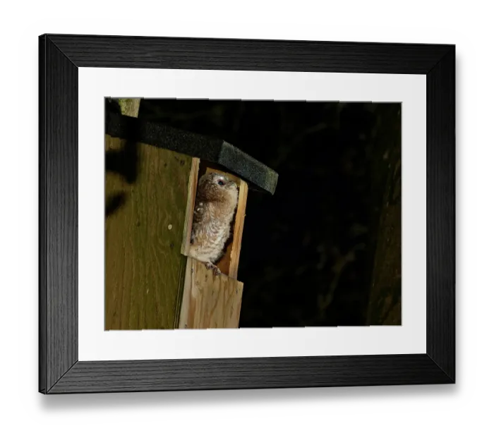 Framed Print : Tawny owl (Strix aluco) chick perched at entrance to garden nest box, looking up as it hears a parent approaching with food, Wiltshire, UK. May Framed Print : Tawny owl (Strix aluco) chick perched at entrance to garden nest box, looking up as it hears a parent approaching with food, Wiltshire, UK. May