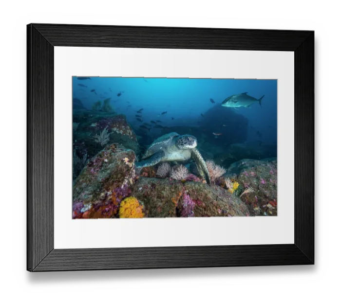 Framed Print : Green sea turtle (Chelonia mydas) resting on the ocean floor near Darwin's Arch, Galapagos Islands, Pacific Ocean. Endangered Framed Print : Green sea turtle (Chelonia mydas) resting on the ocean floor near Darwin's Arch, Galapagos Islands, Pacific Ocean. Endangered