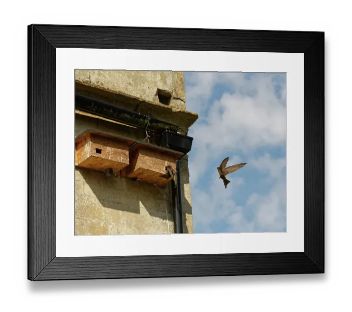 Framed Print : Common swift (Apus apus) young adult, landing briefly or 'banging' to inspect a prospective nest box as its mate air brakes as it flies close by, Box, Wiltshire, UK. June Framed Print : Common swift (Apus apus) young adult, landing briefly or 'banging' to inspect a prospective nest box as its mate air brakes as it flies close by, Box, Wiltshire, UK. June