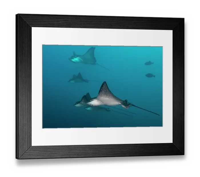 Framed Print : Group of Spotted eagle rays (Aetobatus narinari) gliding in the current, Wolf Island, Galapagos Islands, Pacific Ocean. Endangered Framed Print : Group of Spotted eagle rays (Aetobatus narinari) gliding in the current, Wolf Island, Galapagos Islands, Pacific Ocean. Endangered