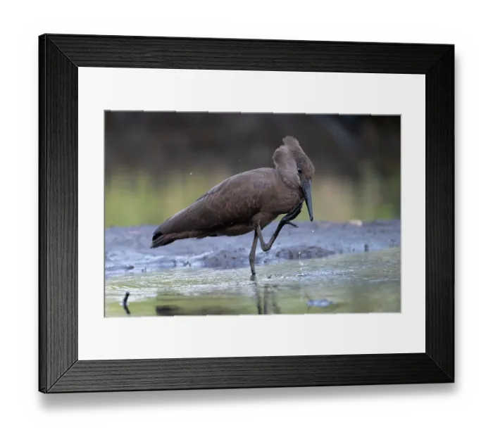 Framed Print : Hamerkop (Scopus umbretta) scratching beak after drinking, Allahein river, The Gambia Framed Print : Hamerkop (Scopus umbretta) scratching beak after drinking, Allahein river, The Gambia