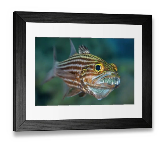 Framed Print : Tiger cardinalfish (Cheilodipterus macrodon) male, mouth brooding a clutch of eggs behind his sharp teeth, Gubal Island, Egypt, Strait Of Gubal, Red Sea Framed Print : Tiger cardinalfish (Cheilodipterus macrodon) male, mouth brooding a clutch of eggs behind his sharp teeth, Gubal Island, Egypt, Strait Of Gubal, Red Sea